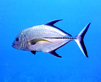Caribbean Fish Photos