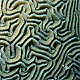 Brain Coral Closeup