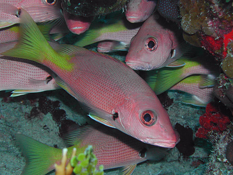 School of Schoolmasters near Bimini