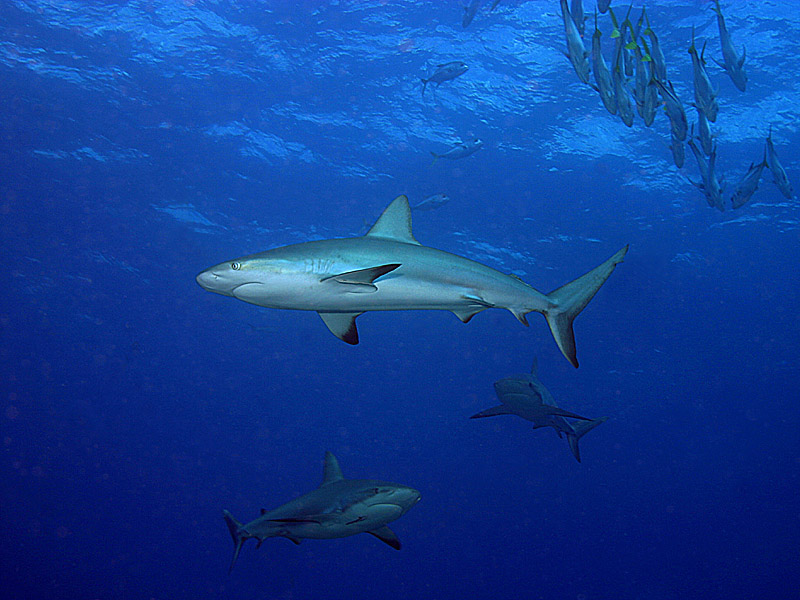 Swimming with Three Big Sharks near Danger Cay in the Exumas