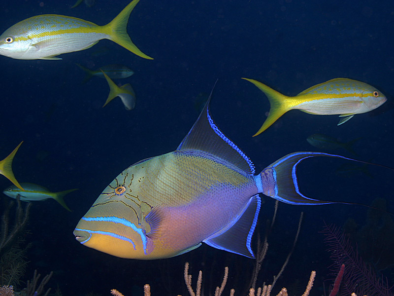 Queen Triggerfish Shows its Colors at Danger Cay